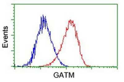 Flow Cytometry: GATM Antibody (OTI1E3) [NBP2-00984]