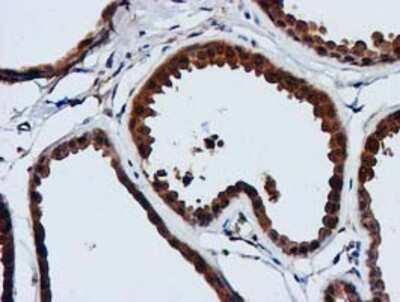 Immunohistochemistry-Paraffin: GATM Antibody (OTI1E3) [NBP2-00984]