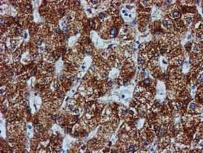 Immunohistochemistry-Paraffin: GATM Antibody (OTI1E3) [NBP2-00984]