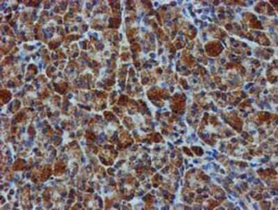 Immunohistochemistry-Paraffin: GATM Antibody (OTI1E3) [NBP2-00984]