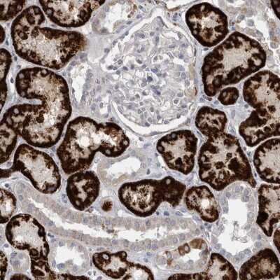 Immunohistochemistry-Paraffin: GATM Antibody [NBP1-89211]