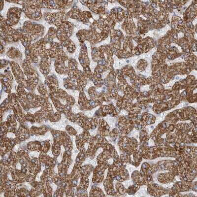 Immunohistochemistry-Paraffin: GATM Antibody [NBP1-89211]
