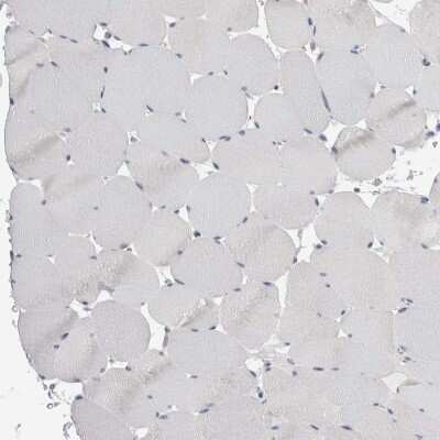 Immunohistochemistry-Paraffin: GATM Antibody [NBP1-89211]