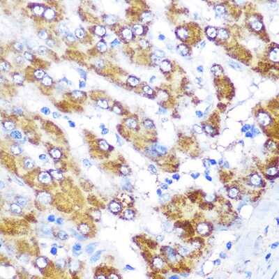 Immunohistochemistry-Paraffin: GATM Antibody - Azide and BSA Free [NBP3-04578]