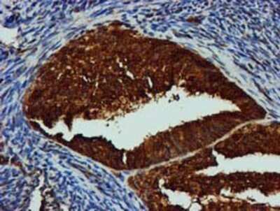 Immunohistochemistry: GATM Antibody (OTI1E3) - Azide and BSA Free [NBP2-70802]