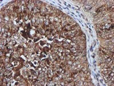 Immunohistochemistry: GATM Antibody (OTI1E3) - Azide and BSA Free [NBP2-70802]