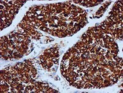 Immunohistochemistry: GATM Antibody (OTI1E3) - Azide and BSA Free [NBP2-70802]