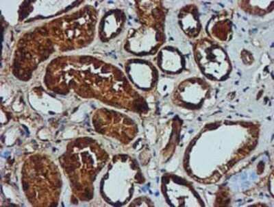 Immunohistochemistry: GATM Antibody (OTI1E3) - Azide and BSA Free [NBP2-70802]