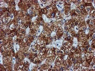 Immunohistochemistry: GATM Antibody (OTI1E3) - Azide and BSA Free [NBP2-70802]