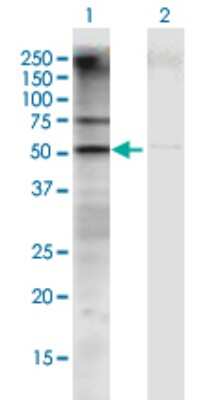 Western Blot: GATM Antibody [H00002628-B01P]