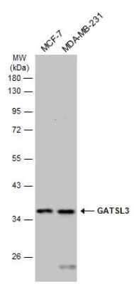 Western Blot: GATSL3 Antibody [NBP3-13255]