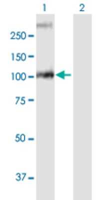 Western Blot: GBA2 Antibody [H00057704-B01P]