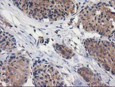 Immunohistochemistry-Paraffin: Cytosolic beta-Glucosidase/GBA3 Antibody (OTI1F1) [NBP2-00521]