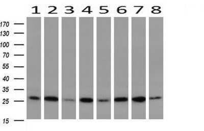 Western Blot: GBAS Antibody (OTI1B8)Azide and BSA Free [NBP2-70804]