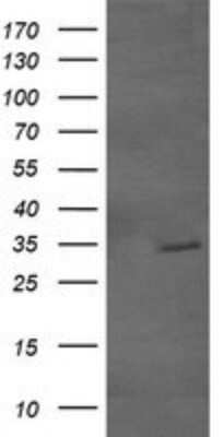 Western Blot: GBAS Antibody (OTI1B8)Azide and BSA Free [NBP2-70804]