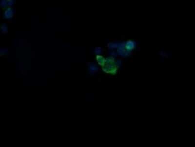 Immunofluorescence: GBAS Antibody (OTI1B8) [NBP2-45730]