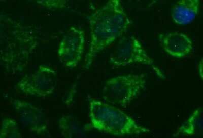 Immunofluorescence: GBAS Antibody (OTI1B8) [NBP2-45730]
