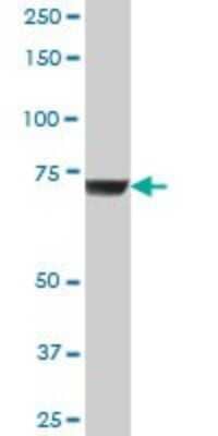 Western Blot: GBE1 Antibody [H00002632-B01P]