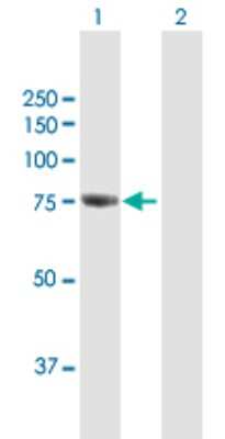 Western Blot: GBE1 Antibody [H00002632-B01P]