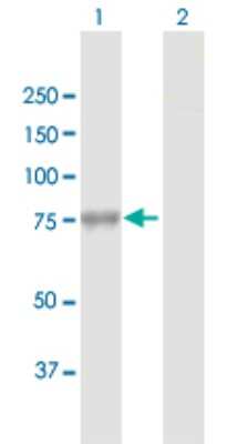 Western Blot: GBE1 Antibody [H00002632-D01P]