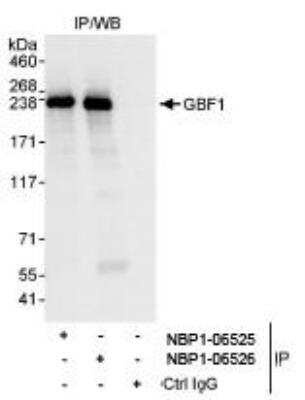 Immunoprecipitation: GBF1 Antibody [NBP1-06525]