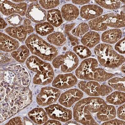 Immunohistochemistry: GBL Antibody [NBP2-38491]