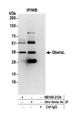 Immunoprecipitation: GBL Antibody [NB100-2124]