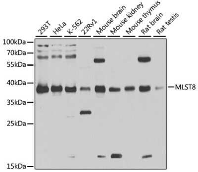 Western Blot: GBL AntibodyBSA Free [NBP3-03450]