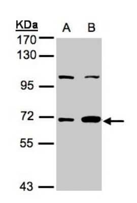 Western Blot: GBP1 Antibody [NBP1-31560]