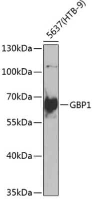 Western Blot: GBP1 AntibodyBSA Free [NBP3-05004]