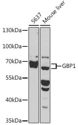 Western Blot: GBP1 AntibodyBSA Free [NBP3-05005]