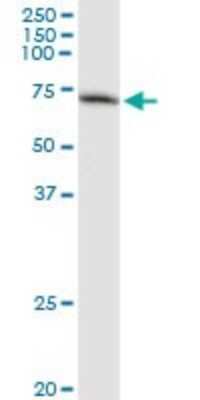 Immunoprecipitation: GBP2 Antibody (2A10) [H00002634-M03]