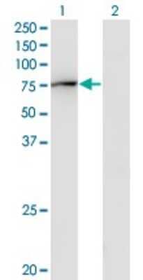 Western Blot: GBP2 Antibody (2A10) [H00002634-M03]