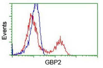 Flow Cytometry: GBP2 Antibody (OTI5C8) [NBP1-47768]