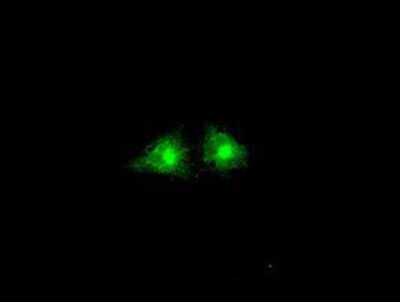 Immunocytochemistry/ Immunofluorescence: GBP2 Antibody (OTI5C8) [NBP1-47768]