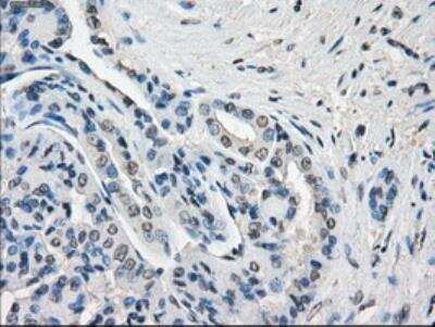 Immunohistochemistry: GBP2 Antibody (OTI5C8) [NBP1-47768]