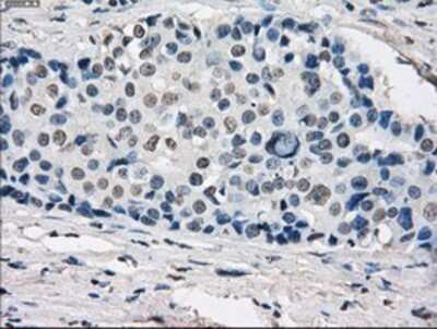 Immunohistochemistry-Paraffin: GBP2 Antibody (OTI5C8) [NBP1-47768]