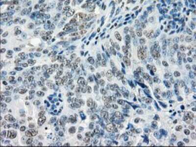 Immunohistochemistry-Paraffin: GBP2 Antibody (OTI5C8) [NBP1-47768]