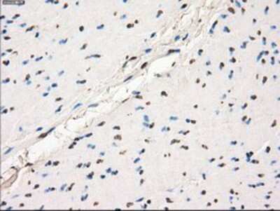 Immunohistochemistry-Paraffin: GBP2 Antibody (OTI5C8) [NBP1-47768]