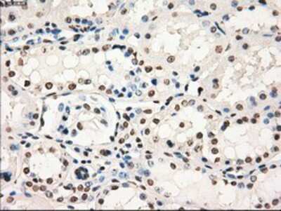 Immunohistochemistry-Paraffin: GBP2 Antibody (OTI5C8) [NBP1-47768]
