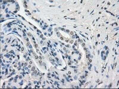 Immunohistochemistry: GBP2 Antibody (OTI5C8) - Azide and BSA Free [NBP2-70812]