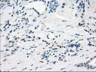 Immunohistochemistry: GBP2 Antibody (OTI5C8) - Azide and BSA Free [NBP2-70812]