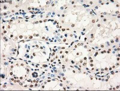 Immunohistochemistry: GBP2 Antibody (OTI5C8) - Azide and BSA Free [NBP2-70812]