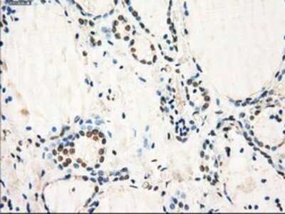 Immunohistochemistry: GBP2 Antibody (OTI5C8) - Azide and BSA Free [NBP2-70812]