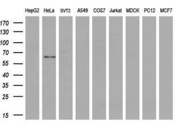 Western Blot: GBP2 Antibody (OTI5C8)Azide and BSA Free [NBP2-70812]