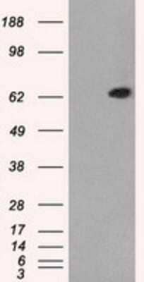 Western Blot: GBP2 Antibody (OTI5C8)Azide and BSA Free [NBP2-70812]