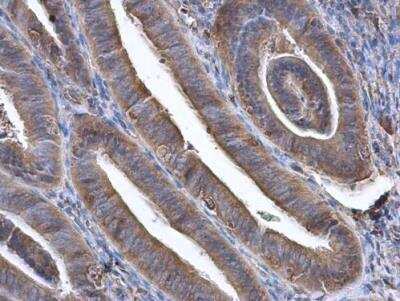 Immunohistochemistry-Paraffin: GBP3 Antibody [NBP1-31714]