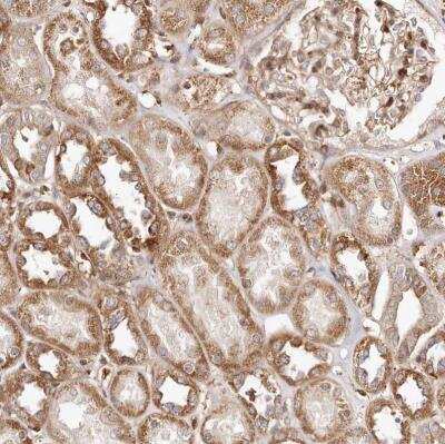 Immunohistochemistry-Paraffin: GBP4 Antibody [NBP1-82628]