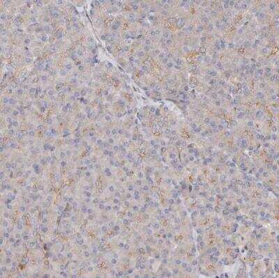 Immunohistochemistry-Paraffin: GBP4 Antibody [NBP1-82628]