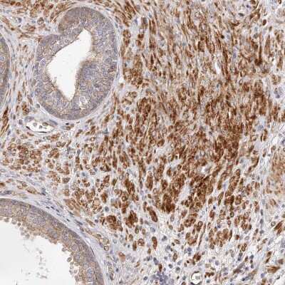 Immunohistochemistry-Paraffin: GBP4 Antibody [NBP1-82628]